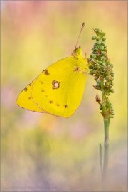 Postillon (Colias croceus) 21
