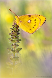 Goldene Acht (Colias hyale) 19