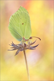 Zitronenfalter (Gonepteryx rhamni) 05