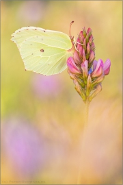 Zitronenfalter (Gonepteryx rhamni) 11