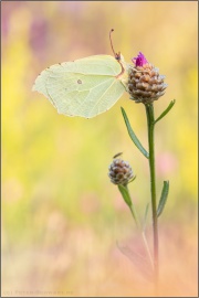 Zitronenfalter (Gonepteryx rhamni) 13