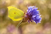 Zitronenfalter (Gonepteryx rhamni) 10