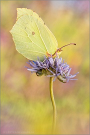 Zitronenfalter (Gonepteryx rhamni) 14