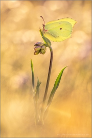 Zitronenfalter (Gonepteryx rhamni) 06