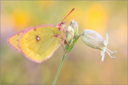 Alpen-Gelbling (Colias phicomone) 02