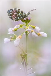 Aurorafalter (Anthocharis cardamines) 15