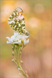 Aurorafalter (Anthocharis cardamines) 12