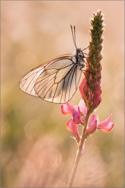 Baumweißling (Aporia crataegi) 04