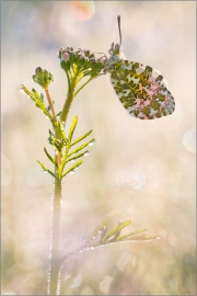 Aurorafalter (Anthocharis cardamines) 19