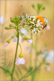 Aurorafalter (Anthocharis cardamines) 17