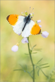 Aurorafalter (Anthocharis cardamines) 18