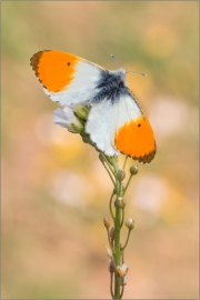 Aurorafalter (Anthocharis cardamines) 13