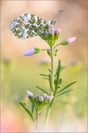 Aurorafalter (Anthocharis cardamines) 16