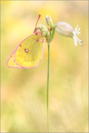 Alpen-Gelbling (Colias phicomone) 01