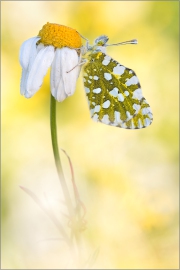 Östlicher Gesprenkelter Weißling (Euchloe ausonia) 01