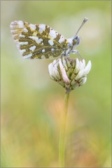 Gesprenkelter Gebirgs-Weissling (Euchloe simplonia) 01