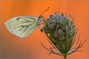 Rapsweißling (Pieris napi) 01