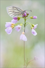 Grünaderweissling (Pieris napi) 03