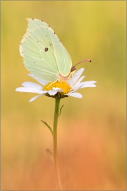 Zitronenfalter (Gonepteryx rhamni) 01