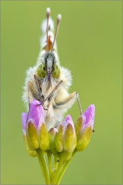 Aurorafalter (Anthocharis cardamines) 03