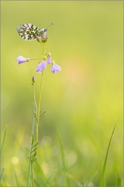 Aurorafalter (Anthocharis cardamines) 09