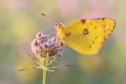 Postillon (Colias croceus) 03