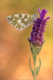 Resedafalter (Pontia edusa) 02