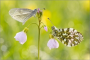 Senfweißling und Aurorafalter (Anthocharis cardamines) 10