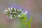 Aurorafalter (Anthocharis cardamines) 04