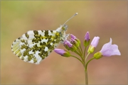 Aurorafalter (Anthocharis cardamines) 05