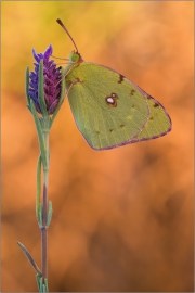 Postillon (Colias croceus) 01