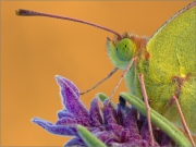 Postillon (Colias croceus) 02