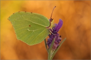 Mittelmeer-Zitronenfalter (Gonepteryx cleopatra) 02