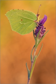 Mittelmeer-Zitronenfalter (Gonepteryx cleopatra) 03