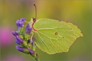 Zitronenfalter (Gonepteryx rhamni) 01