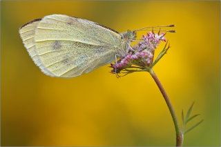 Großer Kohlweißling (Pieris brassicae) 01