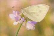 Kleiner Kohlweißling (Pieris rapae) 02