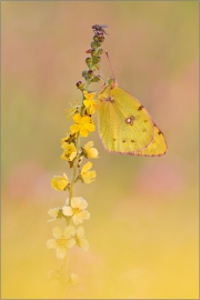 Postillon (Colias croceus) 07