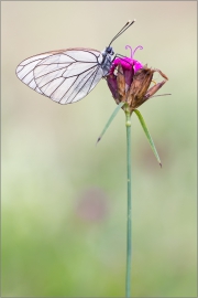 Baumweißling (Aporia crataegi) 01