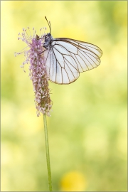 Baumweißling (Aporia crataegi) 02