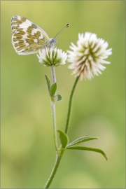 Resedafalter (Pontia edusa) 03