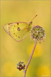 Postillon (Colias croceus) 09