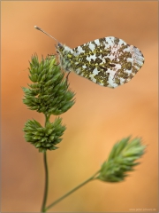 Aurorafalter (Anthocharis cardamines) 07