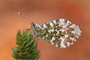 Aurorafalter (Anthocharis cardamines) 06