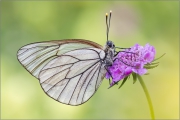 Baumweißling (Aporia crataegi) 03