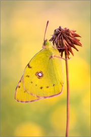 Postillon (Colias croceus) 08