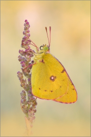 Postillon (Colias croceus) 04