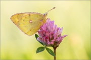 Postillon (Colias croceus) 05