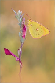 Postillon (Colias croceus) 06