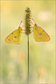 Postillon (Colias croceus) 07